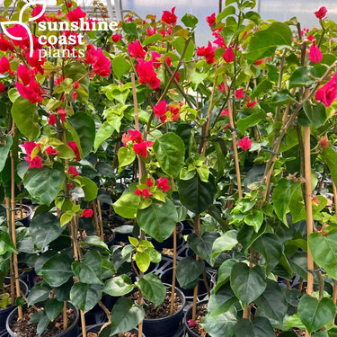 Bougainvillea ‘Mrs Butt’ 175mm pot