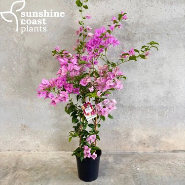 Bougainvillea ‘Purple Cascade’ 175mm pot