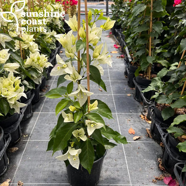 Bougainvillea ‘Rijnstar White’ 175mm pot