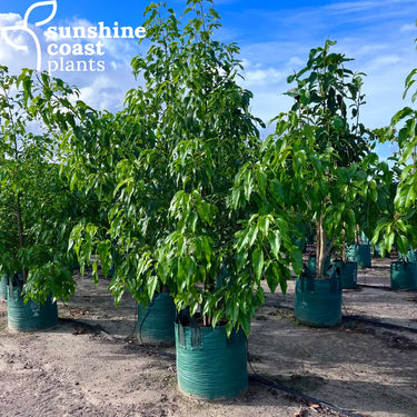 Brachychiton ’Jerilderie Red’ - ’Jerilderie Red Flame Tree’ 100ltr Plant