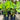 Calathea lutea - Cigar Plant Plant