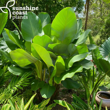 Calathea lutea - Cigar Plant Plant