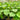 Calathea lutea - Cigar Plant 140mm pot Plant