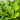 Calathea lutea - Cigar Plant Plant