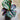 Calathea Roseopicta - ‘Rose-Painted Calathea’ 100mm Plant