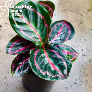 Calathea Roseopicta - ‘Rose-Painted Calathea’ 100mm Plant