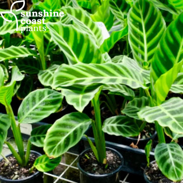 Calathea Zebrina - Zebra Plant 100mm pot Plant
