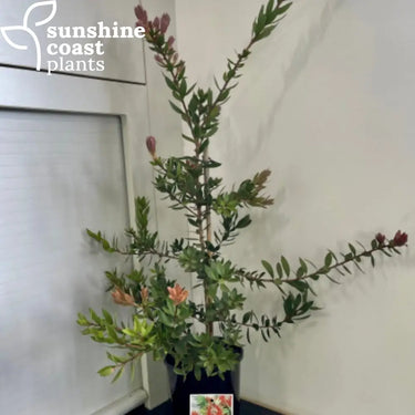 Callistemon ‘Hinchinbrook’ - Hinchinbrook Bottlebrush 140mm pot Plant