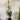 Camellia japonica Man Size 200mm pot Plant