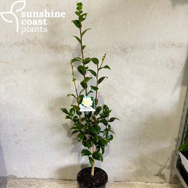 Camellia japonica Man Size 200mm pot Plant