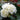 Camellia japonica Man Size Plant