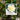 Camellia japonica Man Size Plant