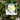 Camellia japonica Man Size Plant