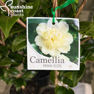 Camellia japonica Man Size Plant
