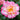 Nuccios Jewel flower