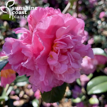 Sasanqua Camellias have smaller leaves and denser foliage and produces double soft pink flowers