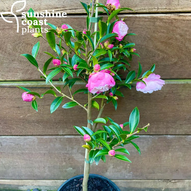 Camellia Sasanqua ’Paradise Pearl’ 200mm pot Plant