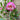 Camellia Sasanqua ’Paradise Pearl’ 200mm pot Plant
