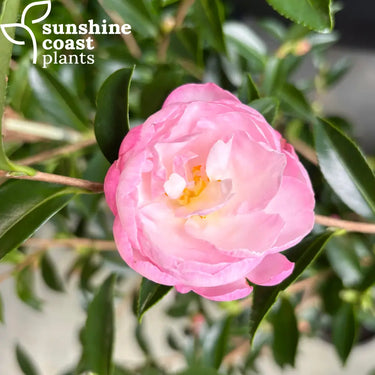 Camellia Sasanqua ’Paradise Pearl’ 200mm pot Plant