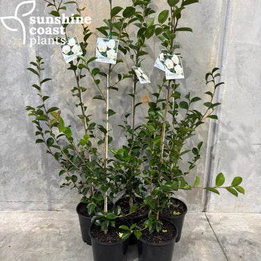 Camellia Sasanqua ‘Pure Silk’ 200mm pot
