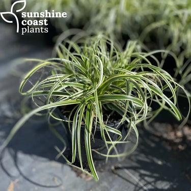 'Feather Falls' is a highly decorative Carex with outstanding garden and pot performance