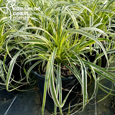 Feather Falls is a highly decorative Carex with beautiful variegated foliage that stays crisp and clean all year round
