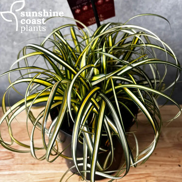 Carex Moon Falls 140mm pot