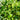 Carissa ’Green Carpet’ 140mm pot Plant