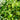 Carissa ’Green Carpet’ 140mm pot Plant