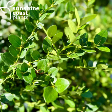 Carissa ’Green Carpet’ 140mm pot Plant