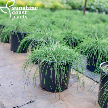 Casuarina Cousin It 140mm pot Plant
