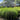 Casuarina Cousin It 200mm pot Plant