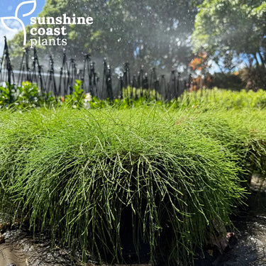 Casuarina Cousin It 200mm pot Plant