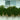 Casuarina Cousin It Plant