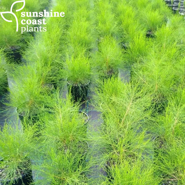 Casuarina Greenwave 200mm pot