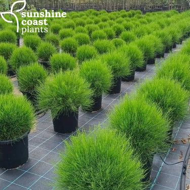 Casuarina glauca ’Greenwave’ 300mm pot