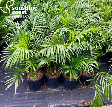 Chamaedorea atrovirens is good for shaded areas outdoors or in the garden