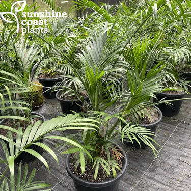 A shade loving palm particularly suited to growing in pots either indoors or on patios and verandas.