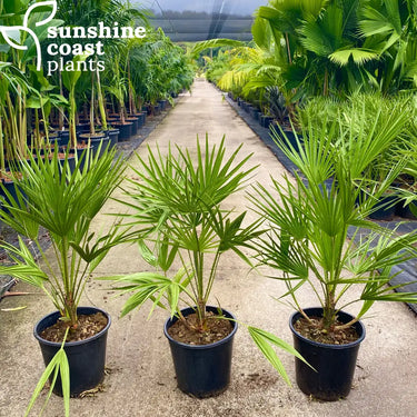 Chamaerops Humilis - Mediterranean Fan Palm 250mm pot Plant