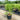 Chamaerops Humilis - Mediterranean Fan Palm 400mm Plant
