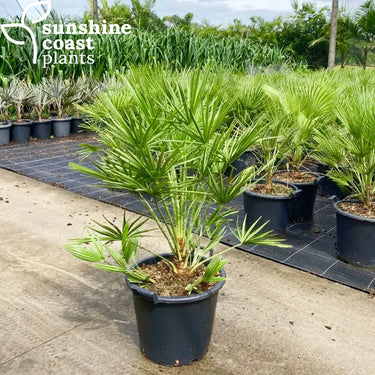 Chamaerops Humilis - Mediterranean Fan Palm 400mm Plant