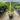 Chamaerops Humilis - Mediterranean Fan Palm 400mm Plant