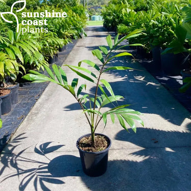 Chambeyronia Macrocarpa - Flame Thrower Palm 250mm pot Plant