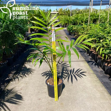 Chambeyronia Macrocarpa - Flame Thrower Palm 300mm pot Plant