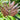 A very attractive easy to grow palm with a spectacular bright red new leaf that stays red for about 10 days