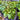 Cissus Ellen Danica - Grape Ivy 140mm pot