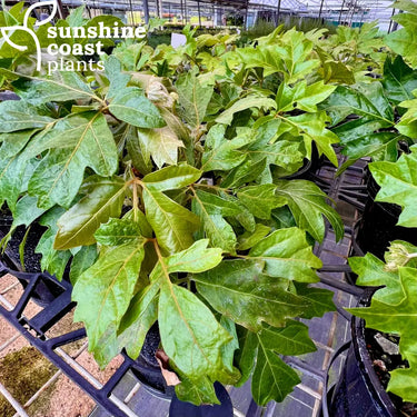 Cissus Ellen Danica - Grape Ivy 140mm pot