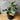 Citrus ’Lemonicious’ - 200mm pot - Plant