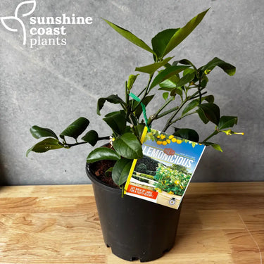 Citrus ’Lemonicious’ - 200mm pot - Plant