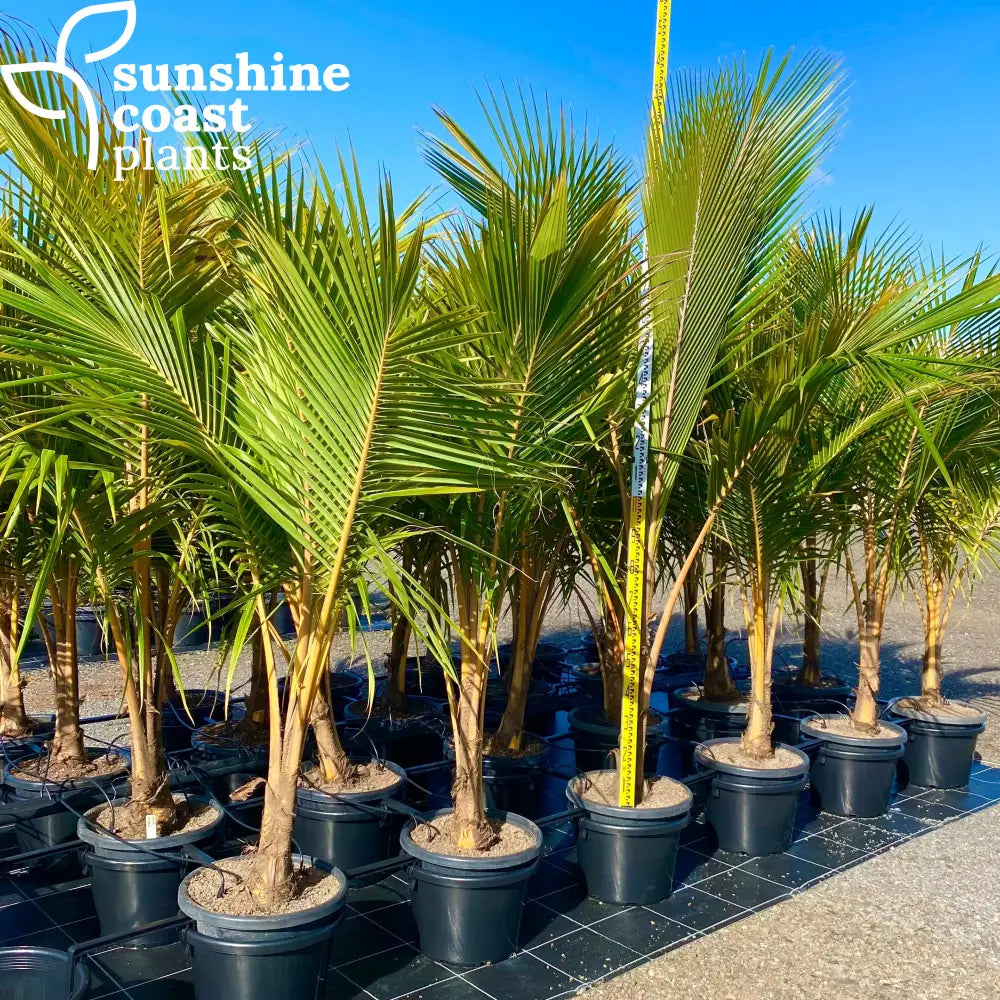 potted coconut palm Cocos Nucifera Malay Dwarf